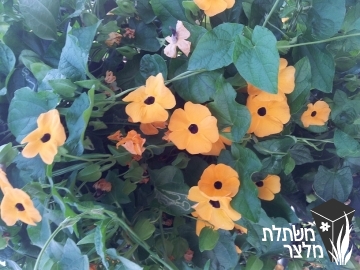 תונברגיה - Thunbergia