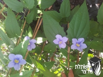 תונברגיה - Thunbergia