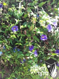 תונברגיה - Thunbergia