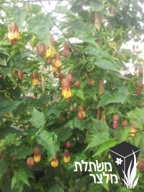 אבוטילון - Abutilon