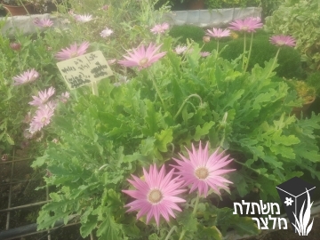 אוזן דב ורוד - 