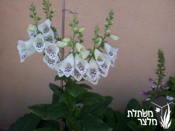 אצבעונית - Digitalis