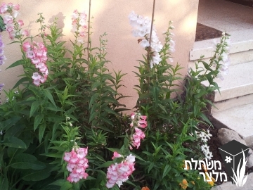 פנסטמון - Penstemon