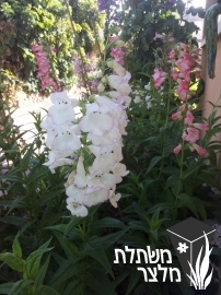 פנסטמון - Penstemon