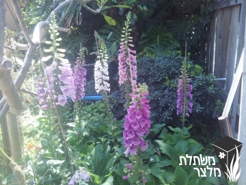 אצבעונית - Digitalis