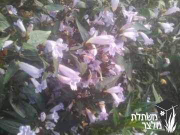 איצטרובלנית - Strobilanthes