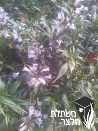 איצטרובלנית - Strobilanthes