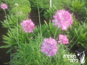 ארמריה - Armeria