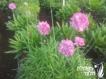 ארמריה - Armeria