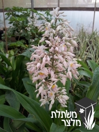 ארתרופודיום (מכבדן) - Arthropodium