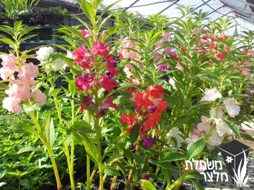 בושמת - Impatiens