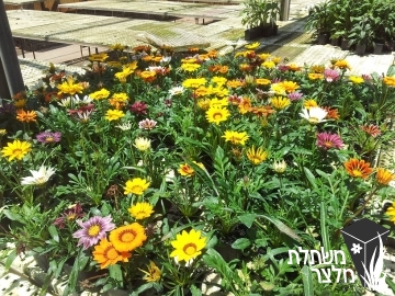 גזניה - Gazania