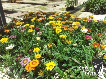 גזניה - Gazania