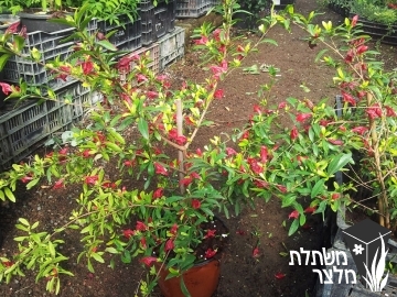 גרפטופילון - Graptophyllum