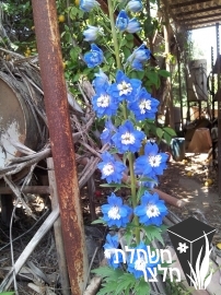 דורבנית - Delphinium