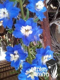 דורבנית - Delphinium