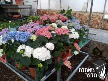 הידרנגיאה - Hydrangea