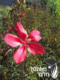 היביסקוס - Hibiscus