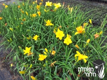 המרוקליס - Hemerocallis