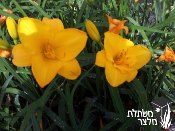 המרוקליס - Hemerocallis