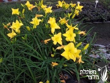 המרוקליס - Hemerocallis