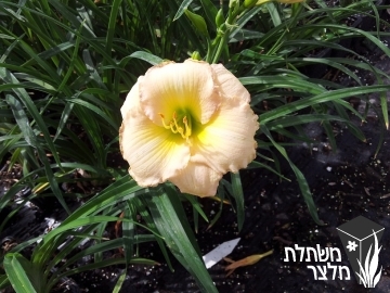 המרוקליס - Hemerocallis