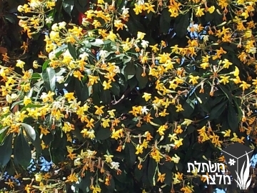 הינומית - Hymenosporum