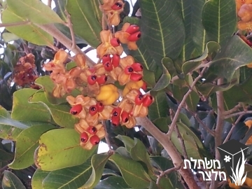 קופניופסיס - 