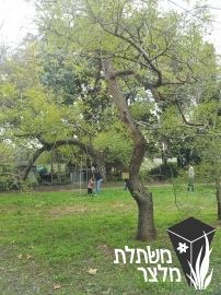 סופורה יפנית - 