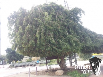 סיסם - Dalbergia