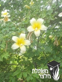 כוריסיה - Chorisia