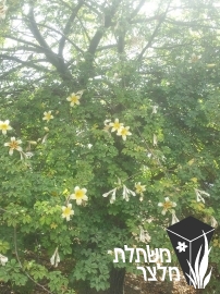 כוריסיה - Chorisia