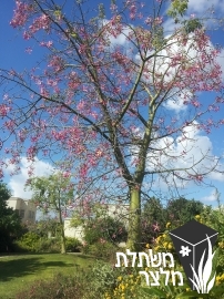 כוריסיה - Chorisia