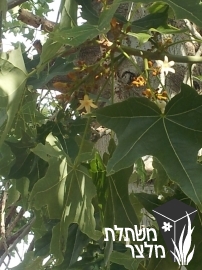 ברכיכיטון - Brachychiton