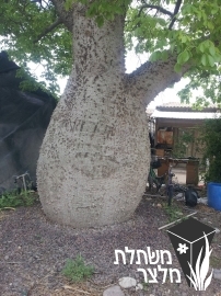 ברכיכיטון - Brachychiton