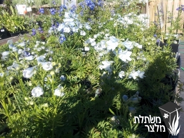 דורבנית - Delphinium