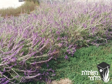 מרווה - Salvia