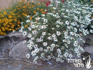 ציניה - Zinnia