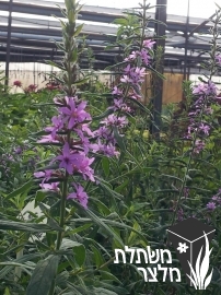 שנית - Lythrum