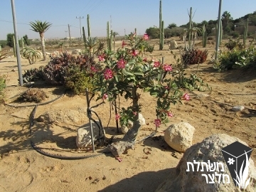 אדניון - Adenium