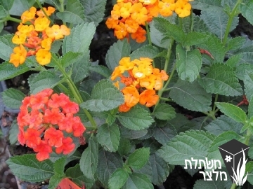 לנטנה - Lantana