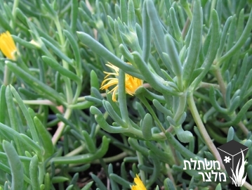 נציץ - Lampranthus