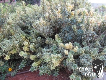 פיטוספורום - Pittospormum