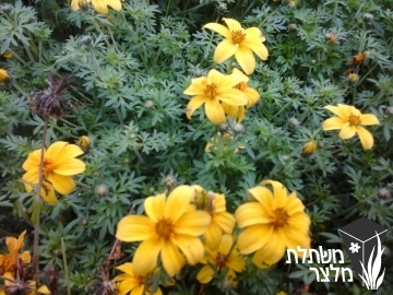 דו-שן (בידנס) - Bidens