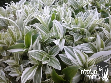 יהודי- נודד - Tradescantia