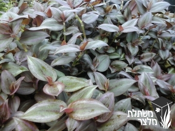 יהודי נודד - Tradescantia