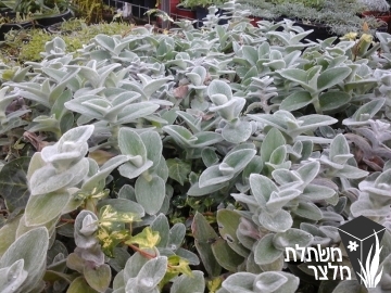 יהודי נודד  - Tradescantia