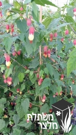 אבוטילון - Abutilon