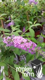 בודליית - Buddleja 