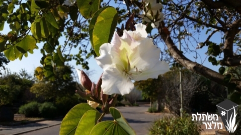 בוהיניה - Bauhinia